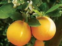 Апельсин — польза и вред