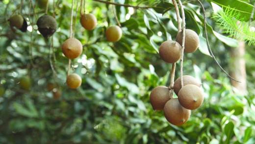 Полезные свойства ореха макадамия