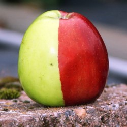 Минусы яблочной диеты
