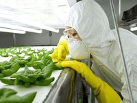 Влияние ГМО на здоровье человека