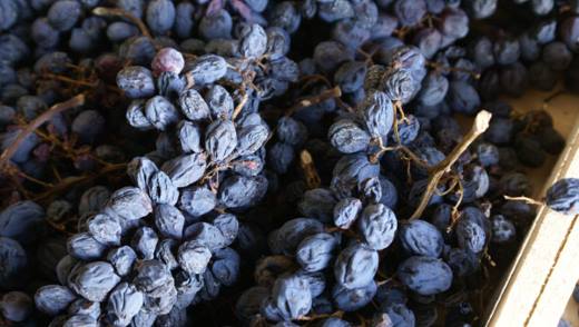 Как сушить виноград для получения изюма