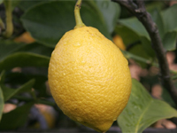 Польза лимона, его вред