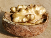 Полезные свойства грецкого ореха, его вред