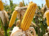 Полезные свойства кукурузы, её вред