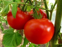 Полезные свойства помидоров, их вред
