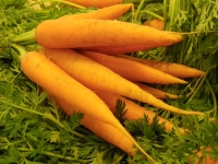 Полезные свойства моркови, её вред