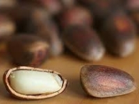 Кедровый орех – польза и вред
