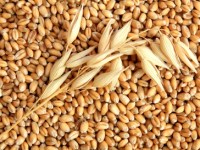 Пророщенная пшеница для похудения