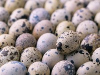 Полезные свойства перепелиных яиц, их вред