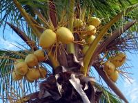 Полезные свойства кокоса, его вред