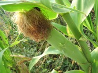 Кукурузные рыльца — польза и вред