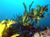 Полезные свойства морской капусты, её вред