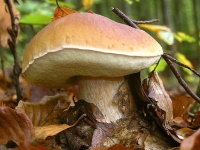 Полезные свойства белого гриба, его вред