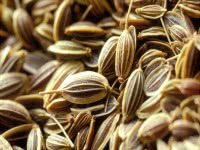 Полезные свойства семян тмина