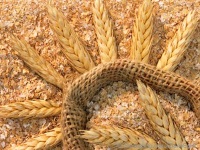 Пшеничные отруби для похудения