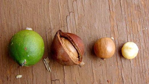 Как выбирать и хранить орехи макадамия